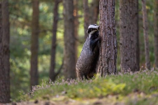 European badger is standing on his hind legs leaning against a tree in the forest. Horizontally.