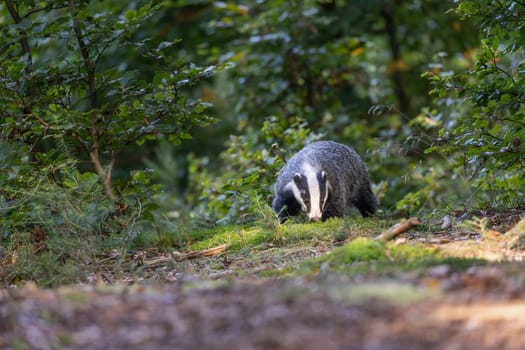 Front view of European badger walking with his head bowed in the forest.