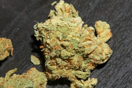 Marihuana buds close up in black background pure medical cbd super lemon haze cannabis sativa family cannabaceae big size high quality print