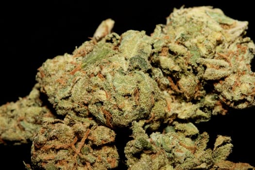 Marihuana buds close up in black background pure medical cbd super lemon haze cannabis sativa family cannabaceae big size high quality print