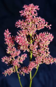 Purple flower blossom close up botanical background high quality big size prints astilbe japonica family saxifragaceae wall poster