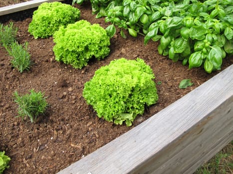 Leaf lettuce, basil and rosemary in a wooden raised garden bed