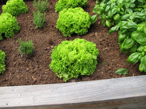 Leaf lettuce, basil and rosemary in a wooden raised garden bed