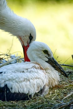 White Stork caring of the brood, little baby stork sitting in the nest