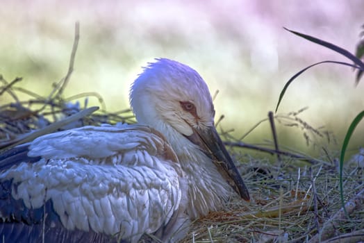 little baby stork sitting in the nest