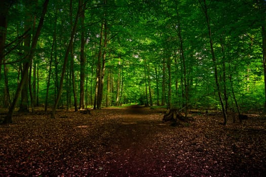 Path in the forest in Hesse, enlightened by sunlight summer, spring
