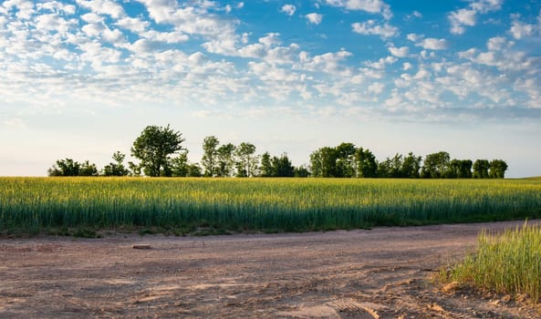Field with cultivated wheat in Germany, harvest in the summer, agriculture for food, farmland on the countryside, trees in the background