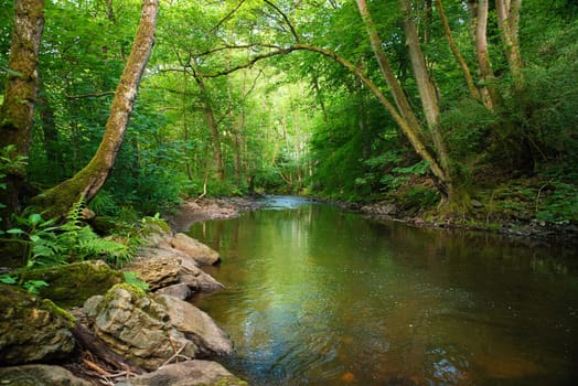 Stream in the forest in summer, landscape in Germany near Trier, river Ruwer in the Moselle Valley