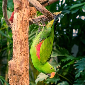 Portrait of Eclectus roratus parrot in bird sanctuary