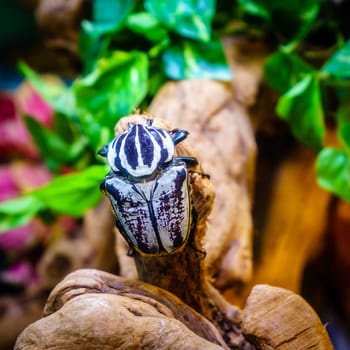 Close-up image of Goliath Beetle (Goliathus goliatus) in iits natural habitat
