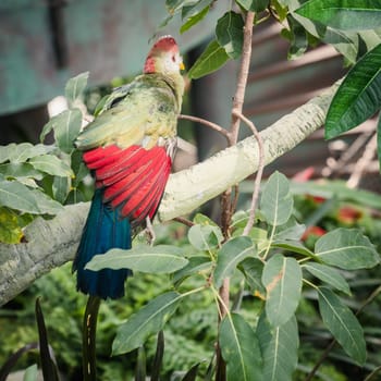 Portrait of Red-crested turaco in a bird sanctuary