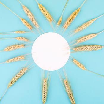 Wheat crop on a blue background, copy space for text, food harvest in the summer, golden straw