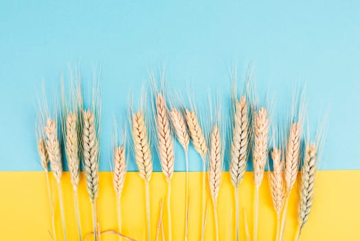 Wheat crop on a blue background, copy space for text, food harvest in the summer, golden straw