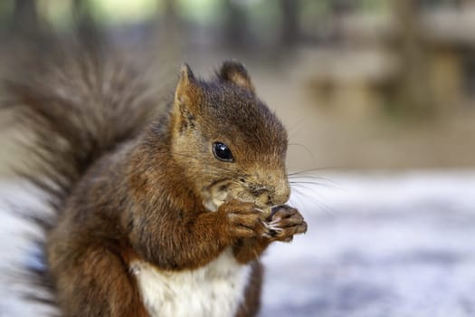 Detail of wild animal in nature, animal feeding