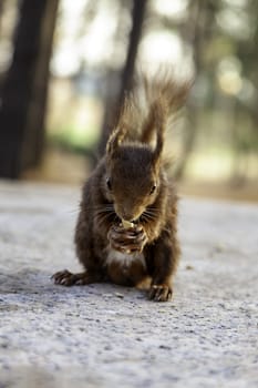 Detail of wild animal in nature, animal feeding