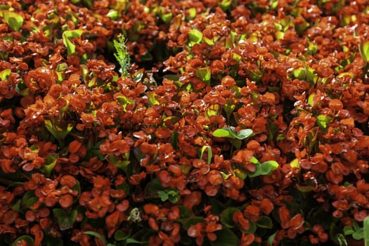 Background detail decorated with natural red flowers
