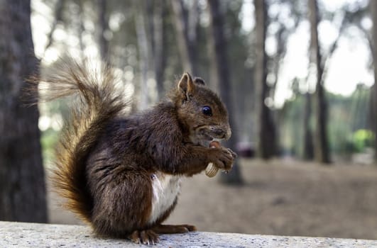 Detail of wild animal in nature, animal feeding