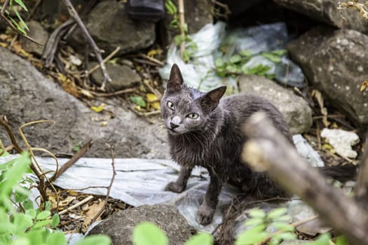 Abandoned street cats, stray animals, pets