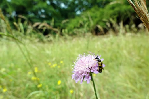 Gefleckter Schmalbock (Rutpela maculata, Syn.: Strangalia maculata, Leptura maculata) auf einer Acker-Witwenblume (Knautia arvensis Syn. Scabiosa arvensis)