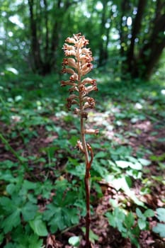 Vogel-Nestwurz (Neottia nidus-avis) - fruchtende Pflanze , Nordrhein-Westfalen, Deutschland, Bad Münstereifel