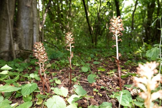 Vogel-Nestwurz (Neottia nidus-avis) - fruchtende Pflanze , Nordrhein-Westfalen, Deutschland, Bad Münstereifel