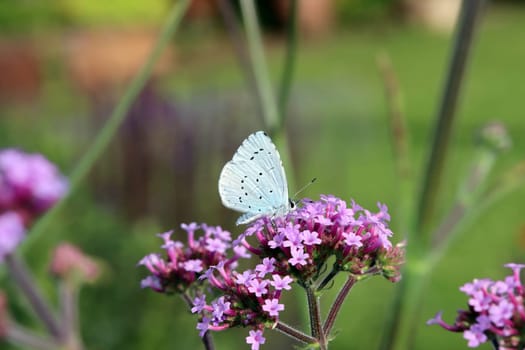 Faulbaum-Bläuling (Celastrina argiolus) auf Patagonischem Eisenkraut ((Verbena bonariensis)