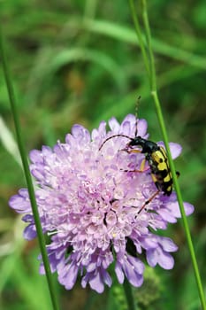 Gefleckter Schmalbock (Rutpela maculata, Syn.: Strangalia maculata, Leptura maculata) auf einer Acker-Witwenblume (Knautia arvensis Syn. Scabiosa arvensis)