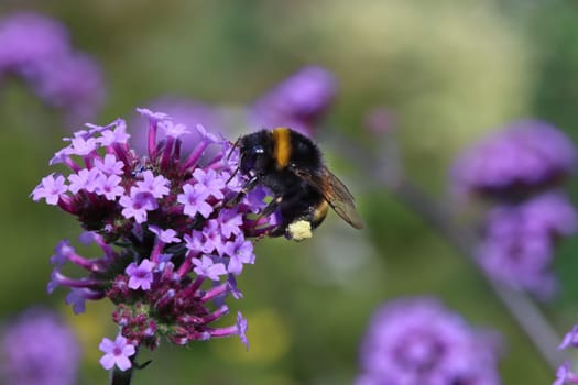 Hummel (Bombus spec.) sammelt Nektar auf Argentinischem Eisenkraut oder Patagonisches Eisenkraut (Verbena bonariensis)