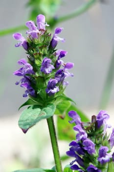 Kleine Braunelle, auch Gemeine Braunelle oder Gewöhnliche Braunelle (Prunella vulgaris)
