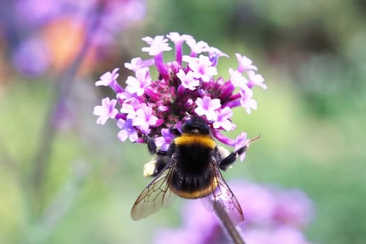 Hummel (Bombus spec.) sammelt Nektar auf Argentinischem Eisenkraut oder Patagonisches Eisenkraut (Verbena bonariensis)