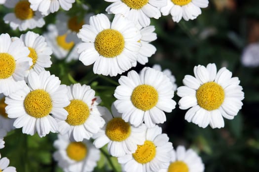 Mutterkraut (Tanacetum parthenium),Falsche Kamille, Zierkamille