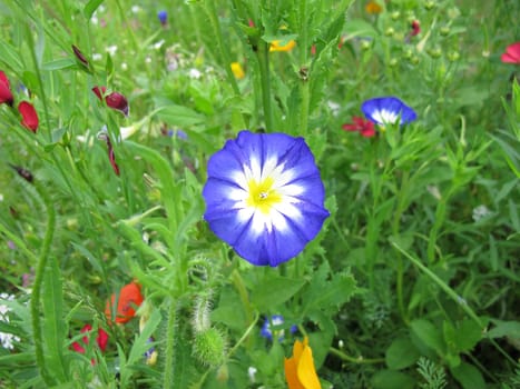 Blue Morning glory in a flower meadow, Ipomoea nil