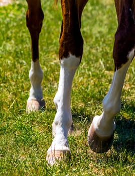 Horse Feet close up on green grass.