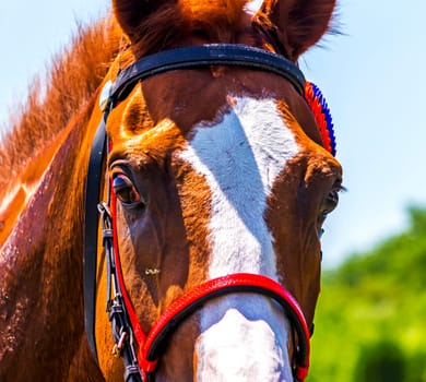 Portrait of a red close up stallion Sartang.