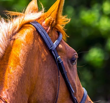 Portrait of nice arabian red mare Plamennaia Kavkaz.
