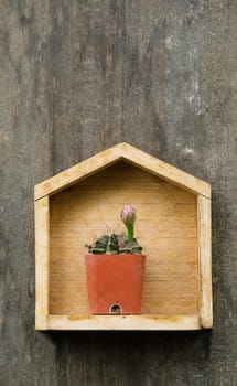 cactus in small pot on wood background