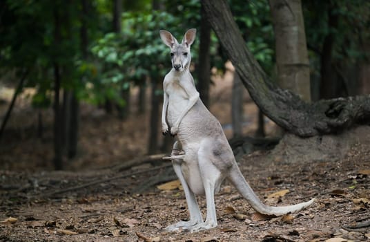 female kangaroo with joey in her pouch