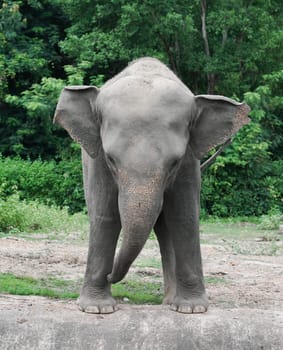 funny young asiatic elephant at zoo