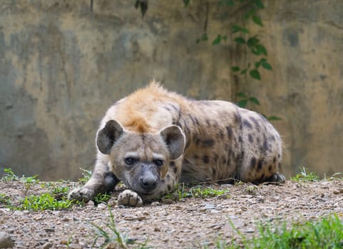 Adult spotted hyena at zoo