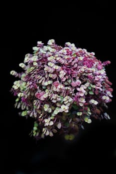 Callisia repens in black background