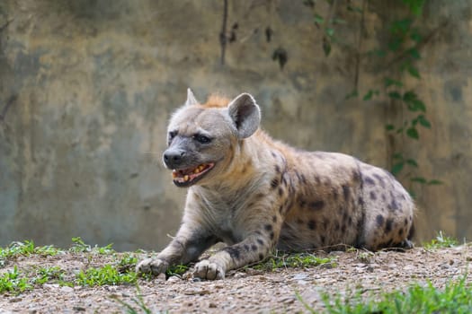 Adult spotted hyena at zoo