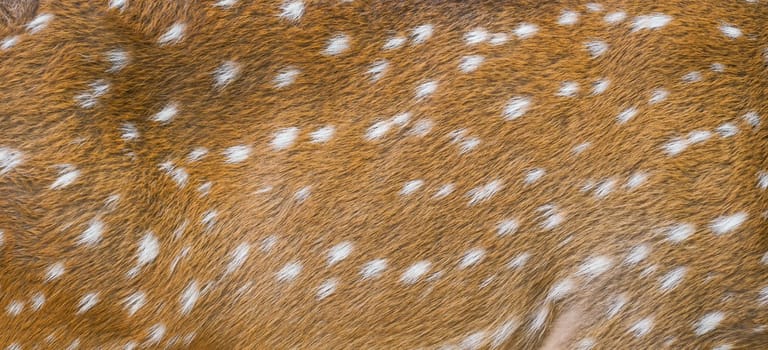 background textured of axis deer fur