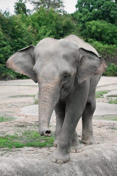 funny young asiatic elephant at zoo