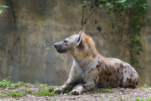 Adult spotted hyena at zoo