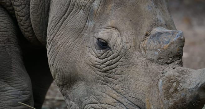 close up eye of white rhinoceros