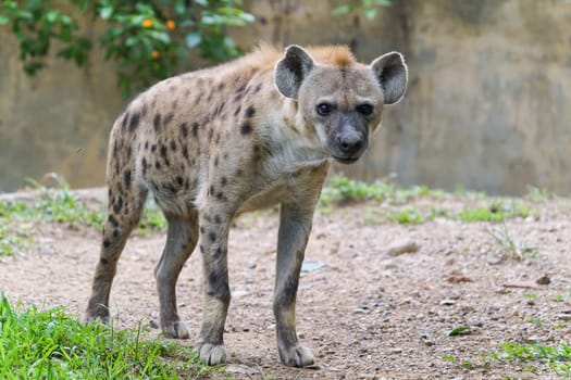 Adult spotted hyena at zoo
