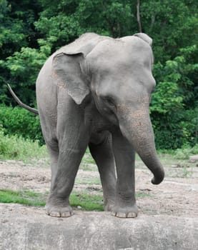 funny young asiatic elephant at zoo