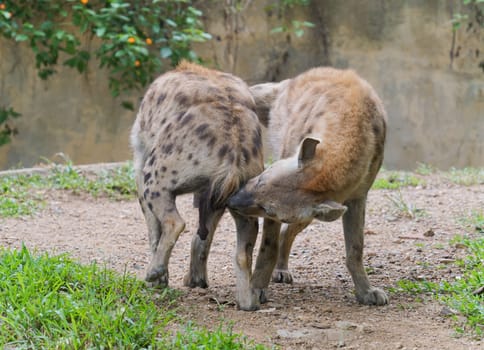 Adult spotted hyena at zoo