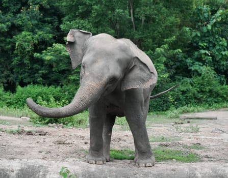 funny young asiatic elephant at zoo
