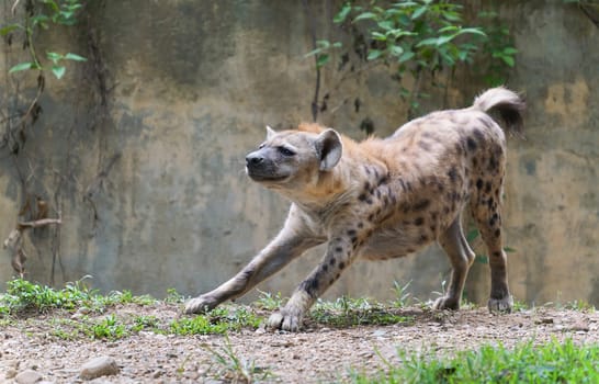 Adult spotted hyena at zoo